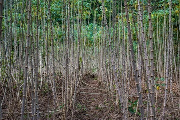 cassava plantation field in thailand