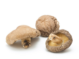 乾燥シイタケ　白背景