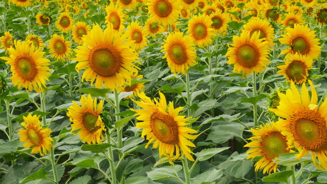 Sunflower farm , Video panning 