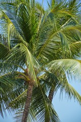 Fototapeta na wymiar coconut tree in nature garden