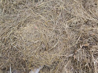 dry grass on the ground