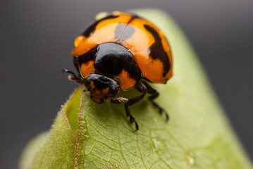 Ladybug closeup.