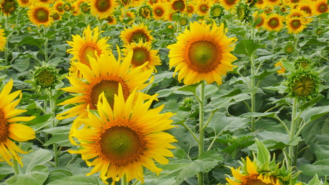 Sunflower farm , Video panning 