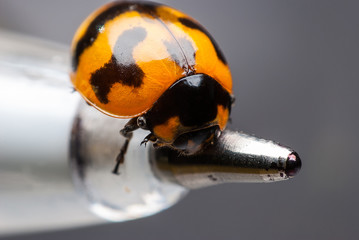 Ladybug closeup.