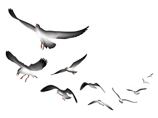 flying seagulls vector Illustration isolated on white background