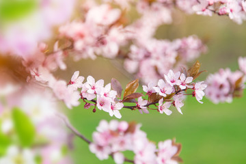 Spring border background with pink blossom