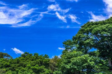 Obraz premium 5月の公園