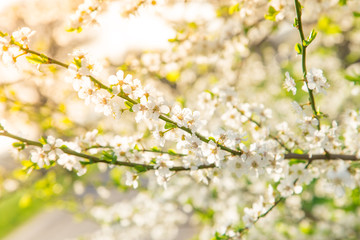 Obraz premium Spring border background with pink blossom