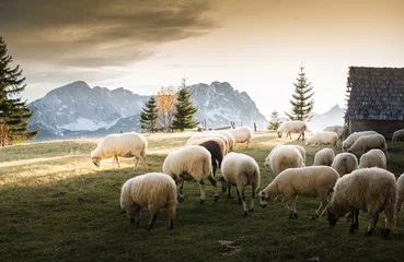 Papier Peint photo Moutons Troupeau de moutons paissant