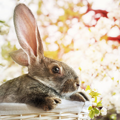Easter Grey Rabbit in White Basket on Spring Background