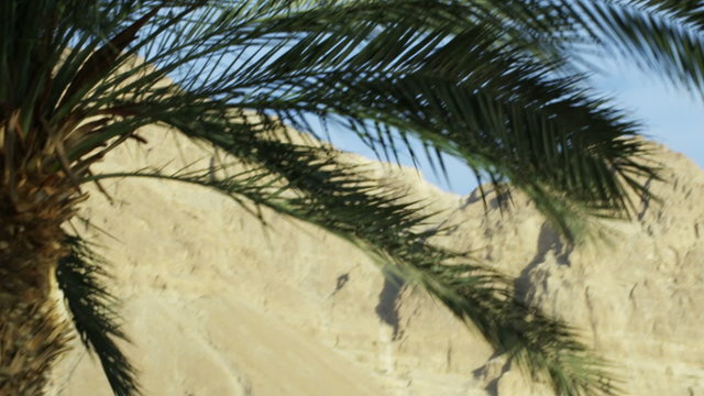 Royalty Free Stock Video Footage panorama of Ein Gedi palm trees shot in Israel at 4k with Red.