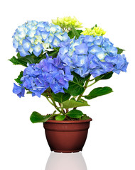 Hydrangea flower in pot  isolated