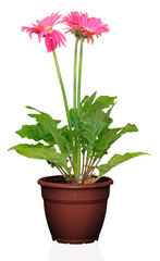 Gerber's flowers in a flowerpot isolated