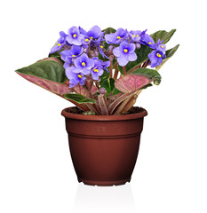 violet in flowerpot