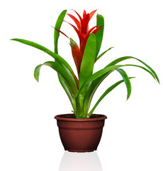 Red Guzmania flower in pot isolated