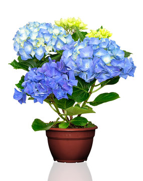 Fototapeta Hydrangea flower in pot  isolated