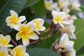 Obraz na płótnie Canvas white frangipani tropical flower, plumeria flower blooming