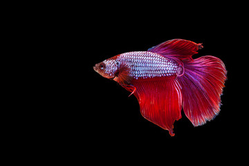 Red siamese fighting fish on a black background.