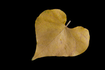 Heart shaped leaves, symbolizing love for Valentines day.
