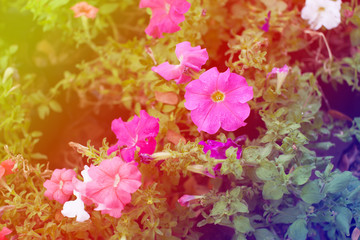 Obraz na płótnie Canvas Colorful flower in the garden.