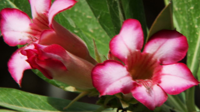 Royalty Free Stock Video Footage of pink-flowered branches shot in Israel at 4k with Red.
