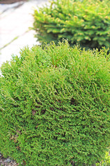 Thuja occidentalis Danica