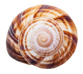 spiral mollusk shell of land snail close up