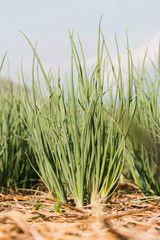 onion in agricultural garden