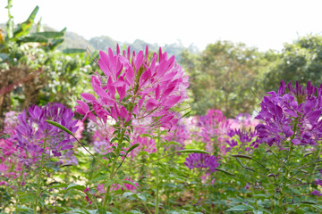 blooming spider flower at the flowerbed
