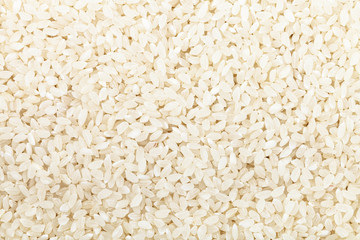 short grains of uncooked white Kuban rice