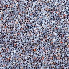black poppy seeds close up