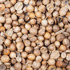 many Dried coriander seeds
