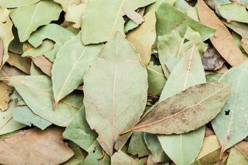 dried green bay leaves close up