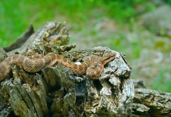 Venomous snake 26