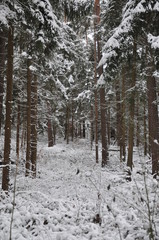 winter tress in forest