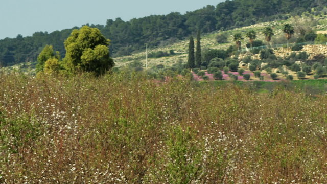 Royalty Free Stock Video Footage panorama of an almond orchard shot in Israel at 4k with Red.