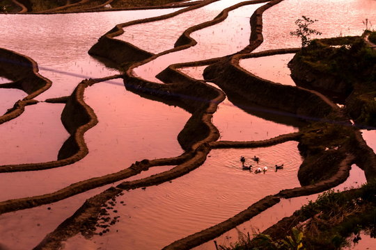 Yuan Yang terraces