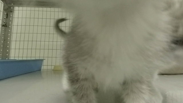 little kittens in a cage at the animal shelter