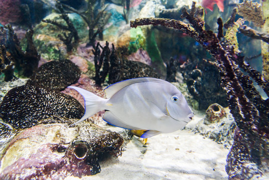 Ocean Fish swimming in the salt water