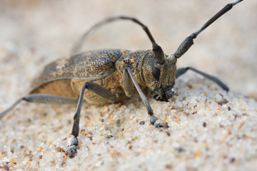 beetle on the beach