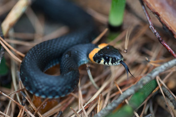 grass snake in attak