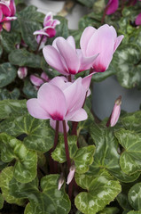 Cyclamens propagated in nursery garden