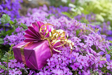 Rosa Geschenk in Frühlingswiese mit Blaukissen