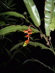 detail of a flower in the jungle