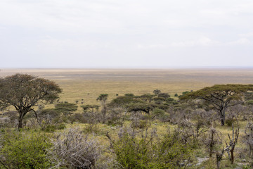 Fototapeta na wymiar タンザニアのセレンゲティ国立公園