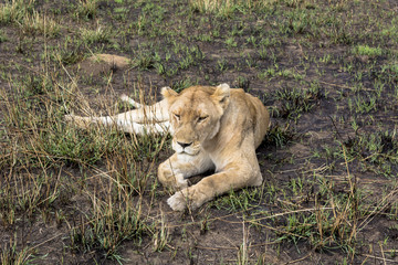 タンザニアのセレンゲティ国立公園