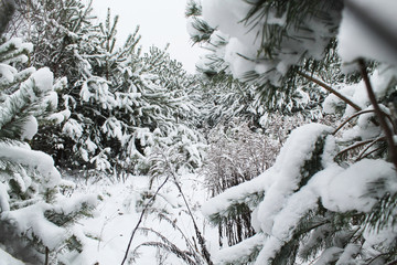 through the winter forest