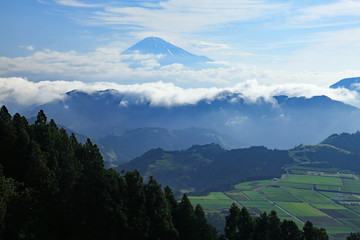 富士山と眼下の茶畑