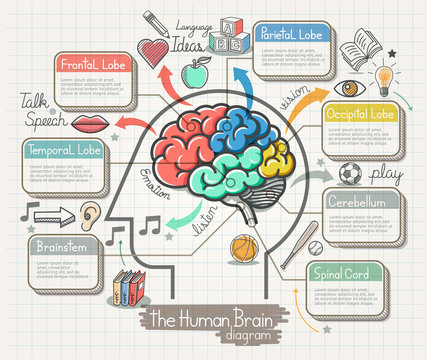The Human Brain Diagram Doodles Icons Set. Vector Illustration.