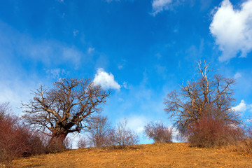 Chestnut Trees in Winter / Castanea sativa. Chestnut trees in winter with blue sky and clouds. Veneto, Italy